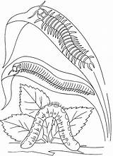 Insect Coloring Pages – Printable FREE sketch template