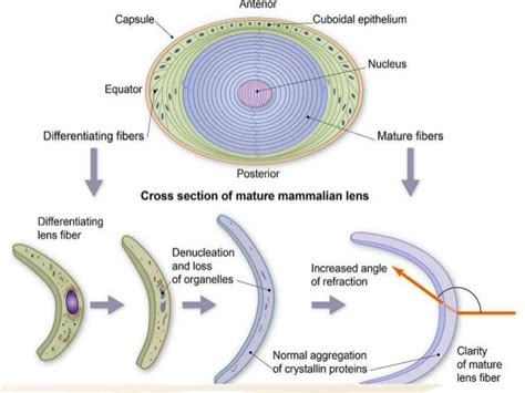 crystalline Lens basic sciences over view