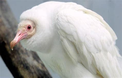 Endangered Albino Animals That Are Rare But Beautiful