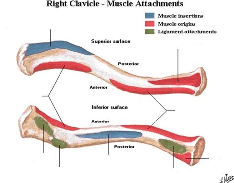 Play this quiz called Right Clavicle Muscle attachments and show off your skills. | Anatomy ...