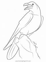 Standing Crow Coloring Page For Kids  Free Crows Printable sketch template