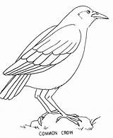 Crow coloring page  Animals Town color Sheet Free sketch template