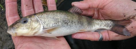 Le meunier noir (Catostomus commersonii) | Conservation de la Nation Sud