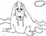 Printable Walrus Coloring Pages For Kids  Cool2bKids sketch template