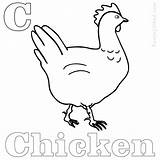 Chicken Chook Coloring Pages sketch template