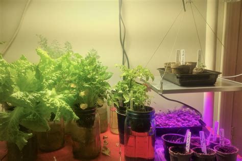 Indoor Herb Garden Basics and Growing Advice | Curious Cultivations