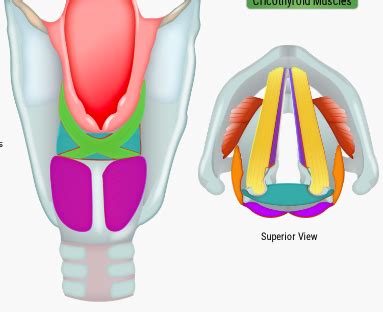 Muscles and structure identification - intrinsic laryngeal muscles Diagram | Quizlet