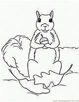 Coloring Pages Of Squirrels  Home sketch template