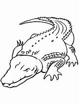 Free Printable Crocodile Coloring Pages For Kids sketch template