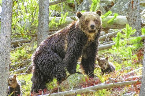 Amazing Wildlife Photos in Yellowstone National Park | Reader's Digest