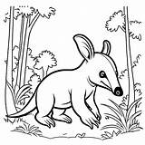 Baby anteater In The Forest coloring Page Lulu Pages sketch template