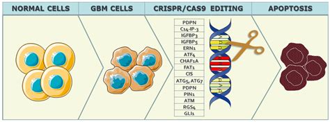 Biomedicines | Free Full-Text | CRISPR/Cas9-Mediated Gene Therapy for ...