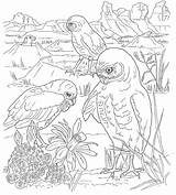 Desert Coloring Pages To Print Coloring sketch template