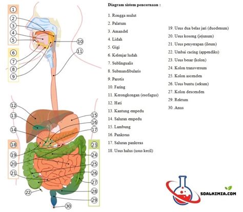 Pengertian Sistem Pencernaan Pada Manusia - Homecare24