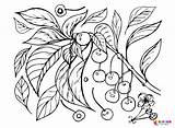 25 Cherry Coloring Pages  ColoringPagesOnlycom sketch template