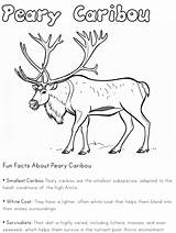 Caribou Coloring Pages For Kids sketch template