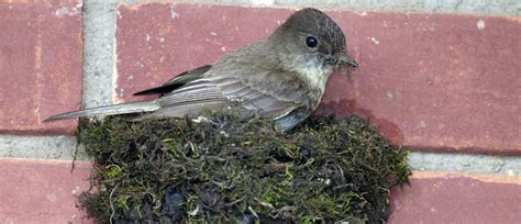 Eastern Phoebe - American Bird Conservancy