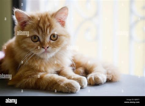 Selective baby Persian cat Stock Photo - Alamy