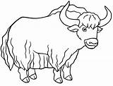 Yak Coloring Page For Kids sketch template