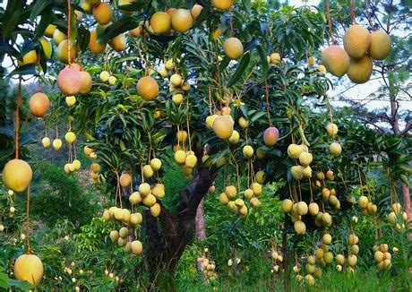 Effective Management Of Fruit fly In Mango