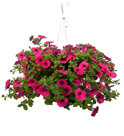 Petunia, Wave Petunia, Purple, 10.75" Hanging Basket - Blooms ...