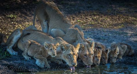 Lions enjoying precious water | As you might know, southern … | Flickr