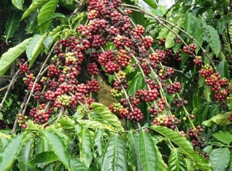 [2021] Hạt cà phê Robusta là gì? Từ A – Z thông tin về loại Café này