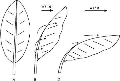 Lamina Leaf