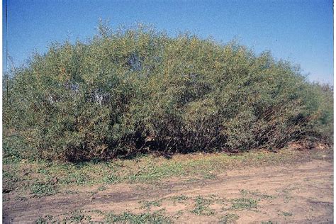 Sandbar Willow - Salix Interior | Deciduous Shrubs | Cold Stream Farm