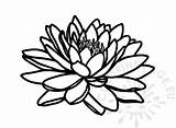 White Water Lily  Coloring Page sketch template