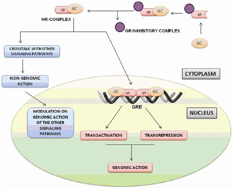 Figure 2 from Molecular interaction between the glucocorticoid receptor ...