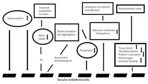 Mechanism of endothelial damage by HHcy (modified by Weiss, N. et al.,... | Download Scientific ...