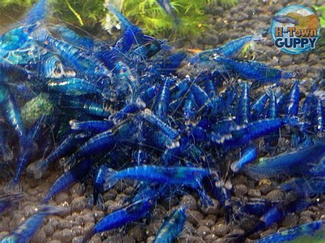 20 +2 Blue Dream - Freshwater Neocaridina Aquarium Shrimp. Live ...