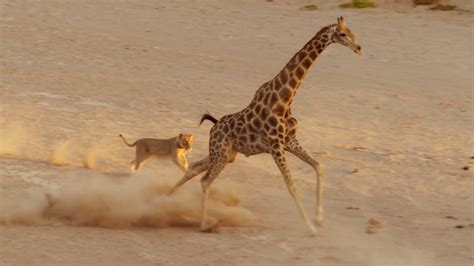 Incredible Giraffe Resists Lions Attack | Amazing Things