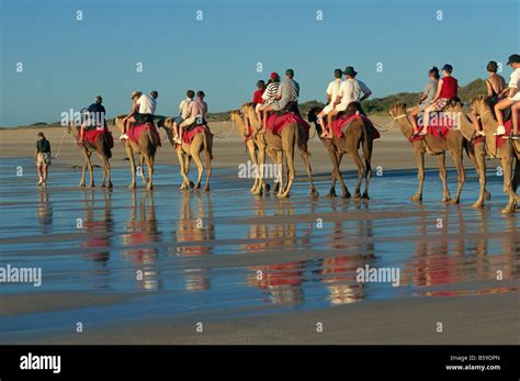 Camel rides Cable Beach Broome Kimberley Western Australia Australia ...