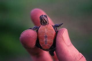 midland painted turtle hatchling | A recently hatched midlan… | Flickr