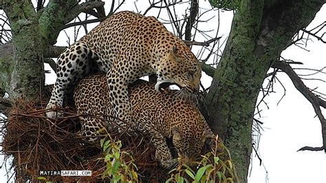 Leopard mating in bird's nest! - Matira Safari