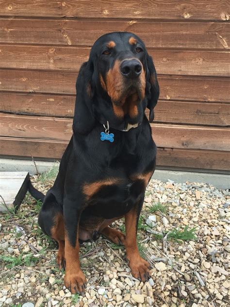 Black And Tan Coonhound Rottweiler Mix - MIXERXH