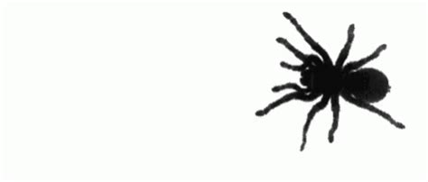 Spider GIF - Animated Spider, Gif, Animation Reference, Tattoo Character