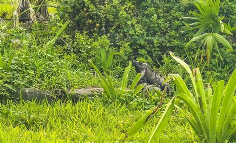 Iguana on grass Tulum ruins Mayan site temple pyramids Mexico. 11275539 Stock Photo at Vecteezy