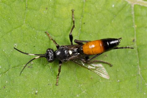 Photo #66921: Ichneumonidae sp.