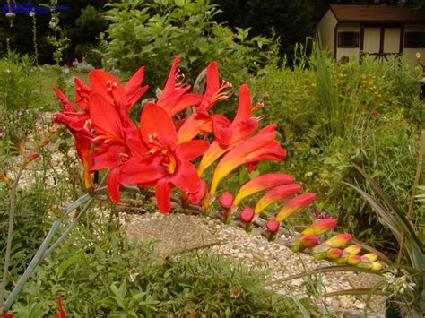 PlantFiles Pictures: Crocosmia 'Lucifer' (Crocosmia) by haighr in 2021 ...