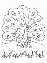 Peacock Coloring Pages sketch template