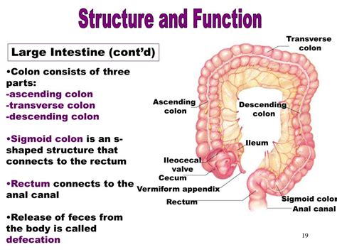 Large Intestine Parts | Bruin Blog