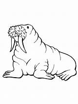 Free Printable Walrus Coloring Pages For Kids sketch template
