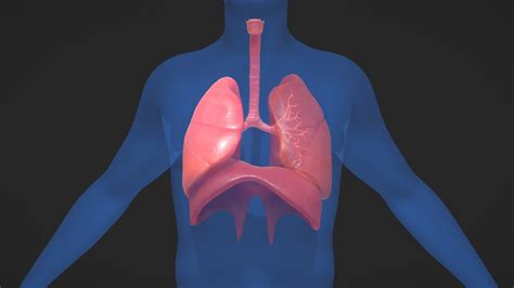 Human Respiratory System Model Labeled