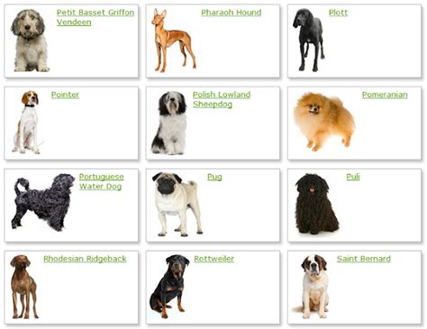 Dog Breeds List With Picture | Dog Breeds Alphabetical - Dogs Breeds Guide