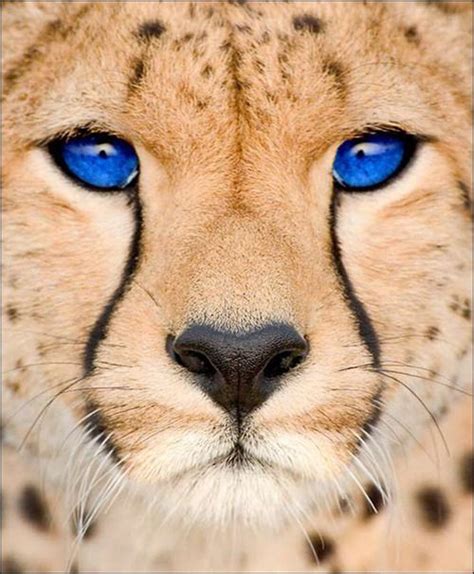 Most fascinating wild blue eyes - Incredible Cuteness | Blue eyed animals, Animals, Beautiful cats