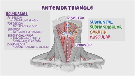 Neck Regions And Triangle Of Muscles Anatomy | My XXX Hot Girl