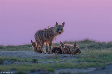 Brown hyena Archives - Africa Geographic